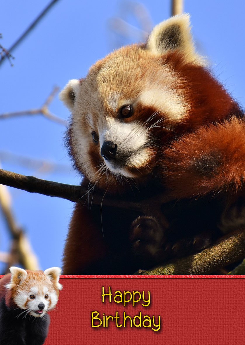 Funny Red Panda Greeting Cards For Sale - View #9