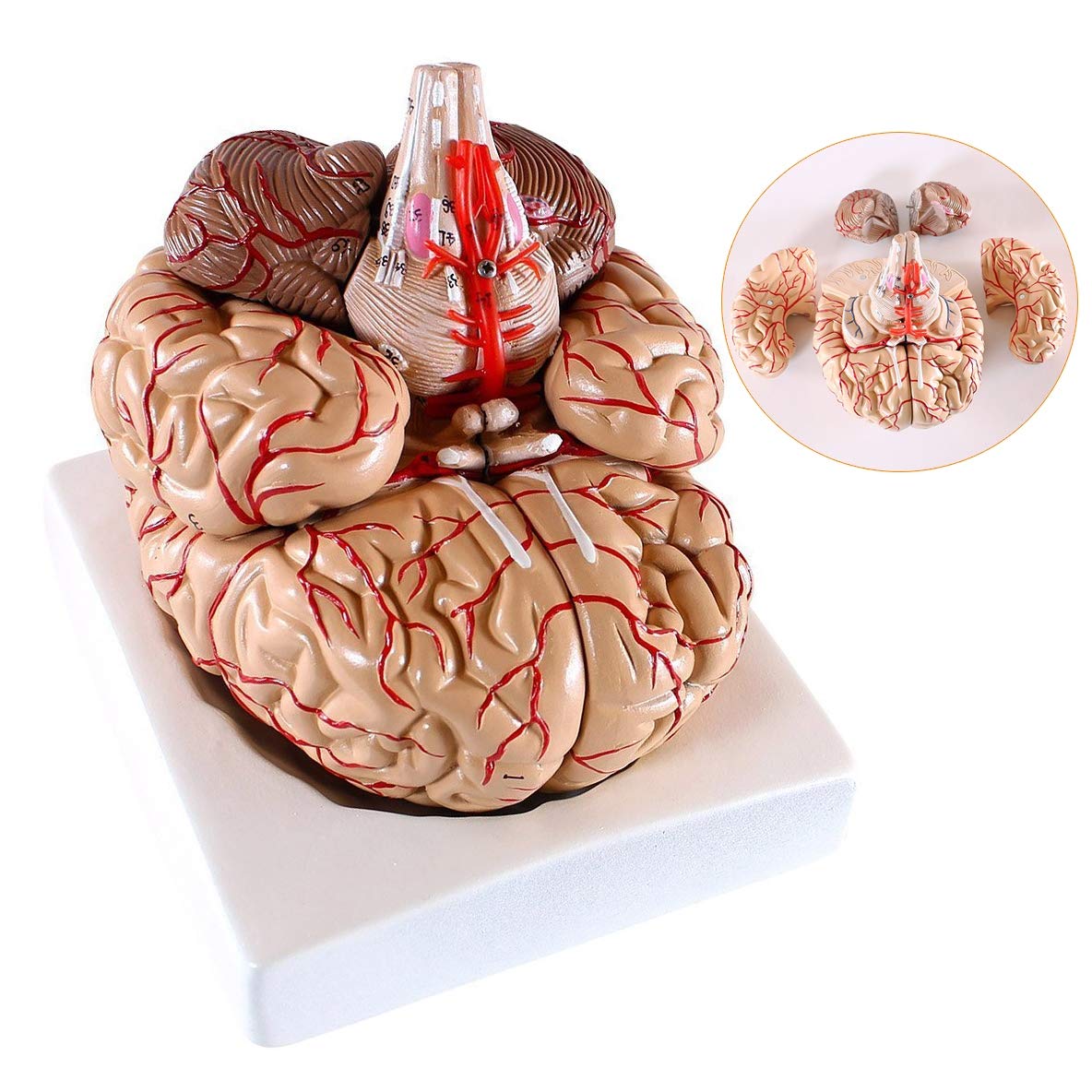 Sjdopulse Human Brain Anatomical Model - Human Brain Model With Cerebral Artery Distribution Model Detachable Neurology Internal Medicine Model - Medical Educational Training Aid