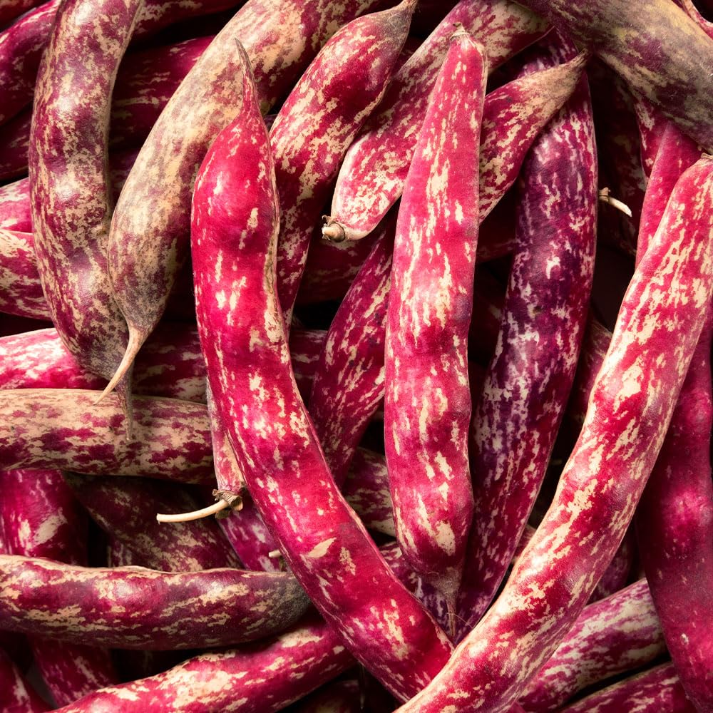 Climbing French Bean Borlotto Lingua Di Fuoco 2 Seeds – Popular, Italian Multi-Use Variety, for Pods or Shelled Beans – for Your Beautiful Kitchen Garden