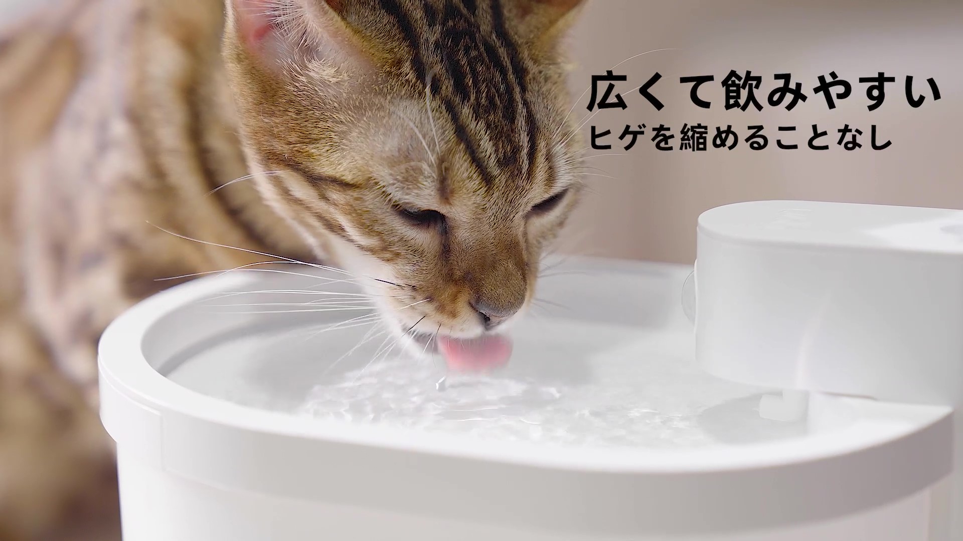 Amazon.co.jp: uahpet 交換用フィルター 6個入 猫用 犬用 水飲み器 