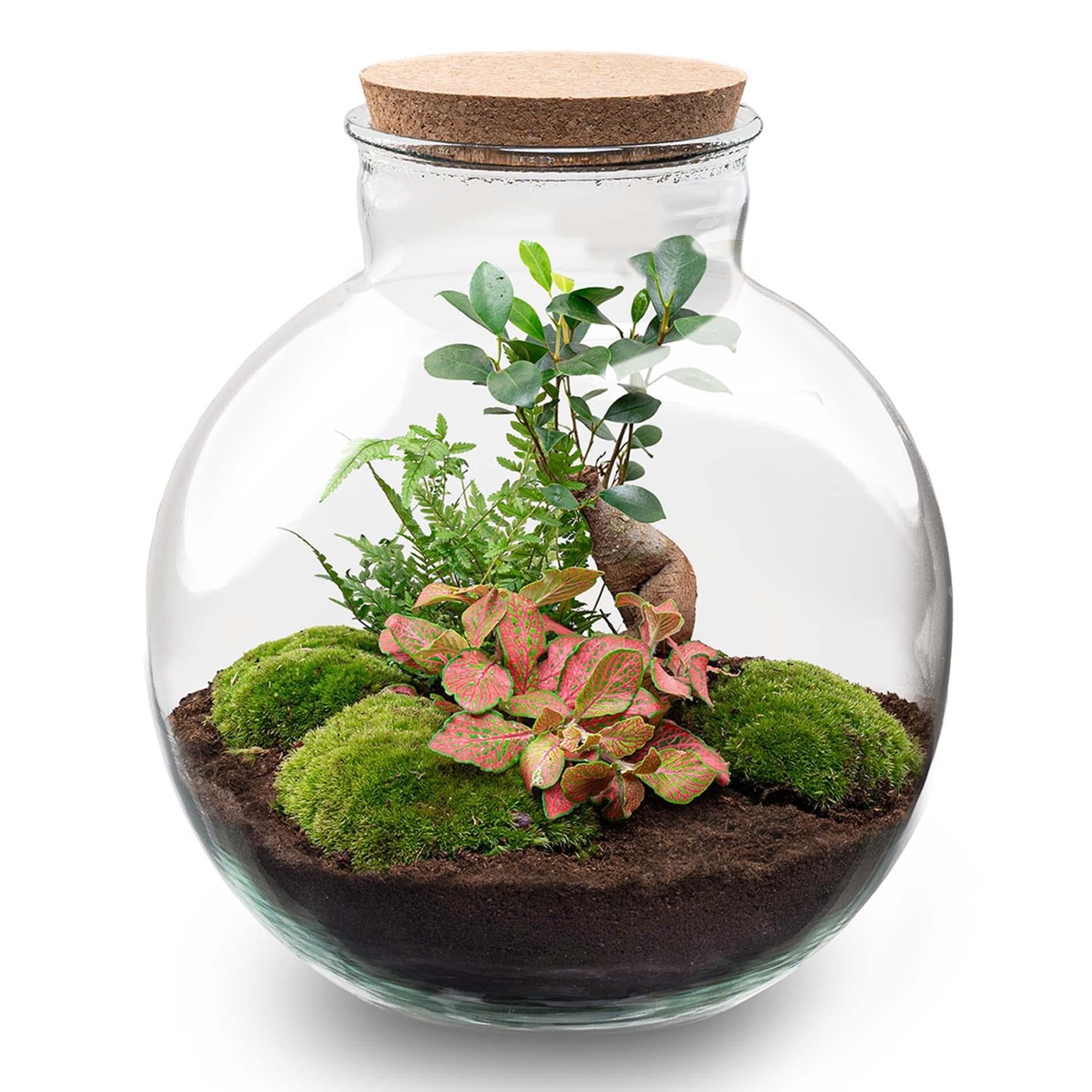 Terrario Bolder Bob Bonsai, kit fai da te + LED, mini giungla, per casa e ufficio, fai da te e sostenibile