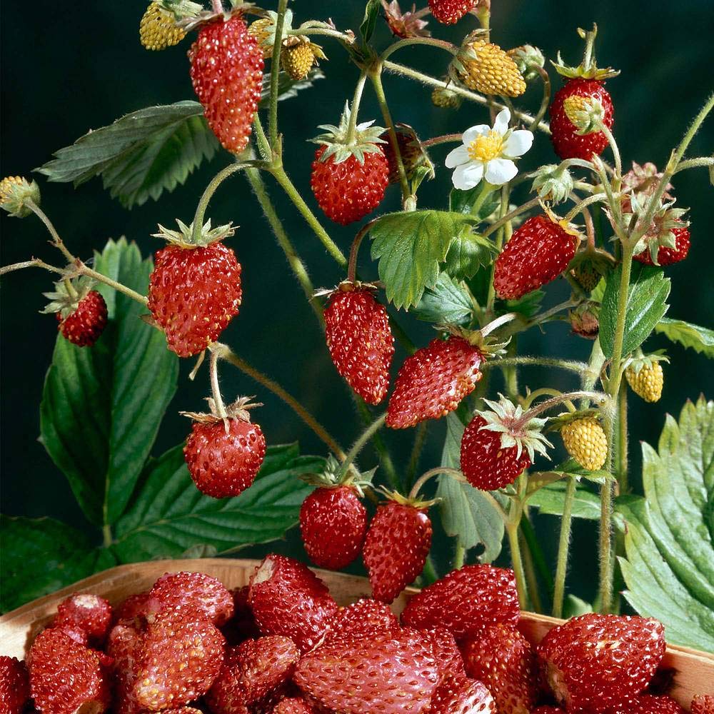 Strawberry ‘Mignonette’ (Alpine Strawberry) 1 Packet (320 Seeds) by Thompson and Morgan