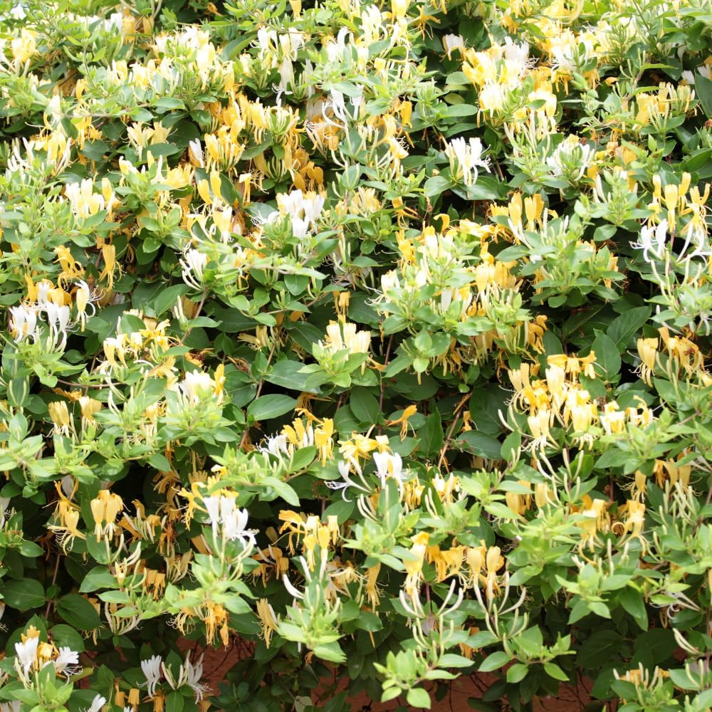 Honeysuckle Live Plant, Fragrant Honeysuckle Vines, Perennial Lonicera Bush for Outdoor Garden 3-6 Inches (Yellow)