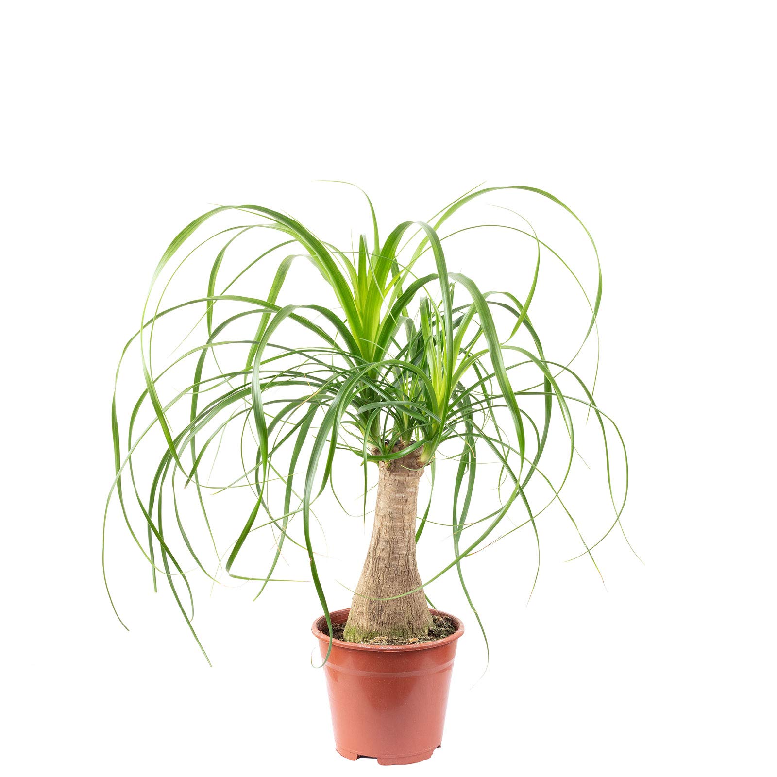 Pied d'éléphant 1 tronc - plante d'intérieur facile d'entretien, Beaucarnea - hauteur env. 40 cm, pot-Ø 14 cm