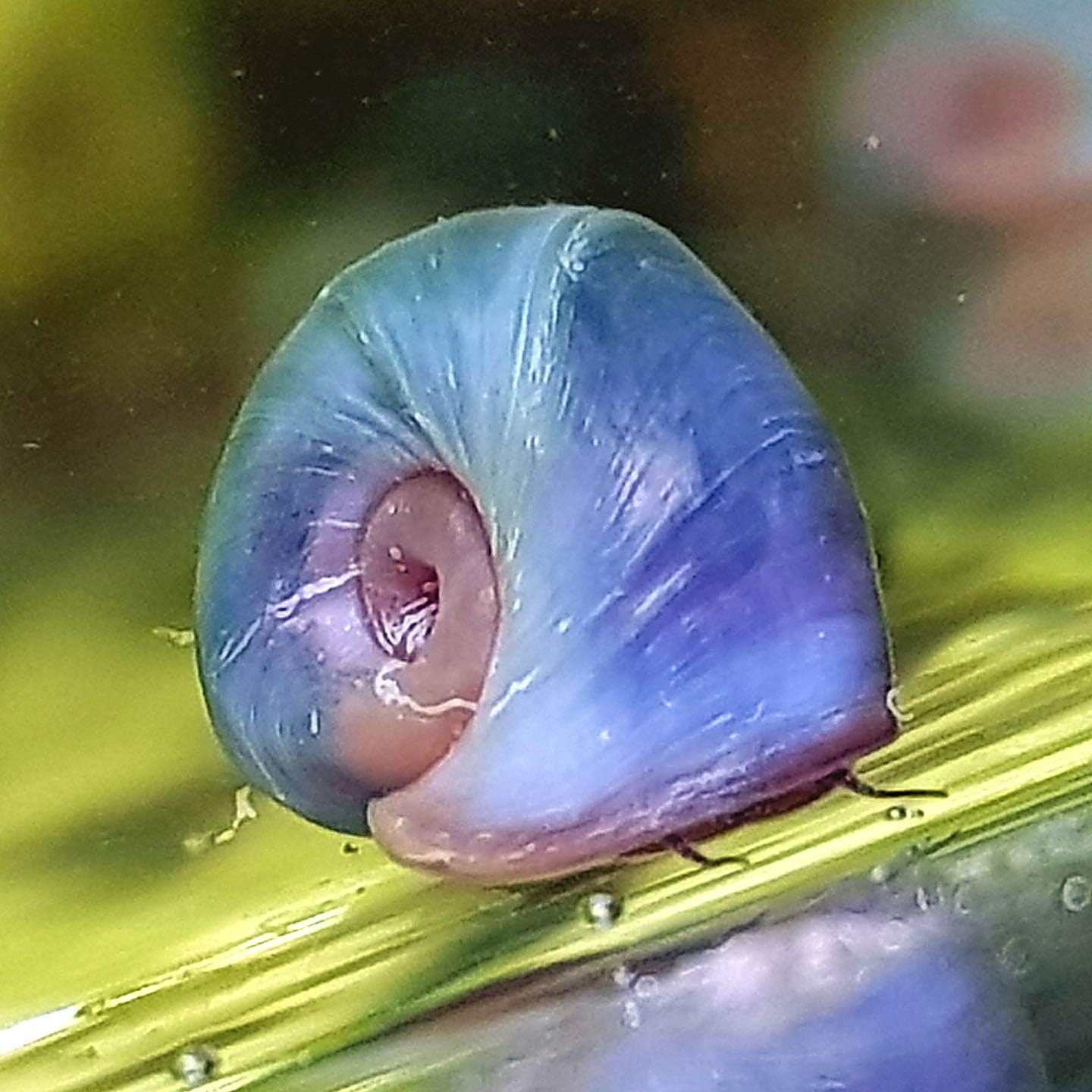 2x Blue Ramshorn Snail Aquarium (Planorbidae)