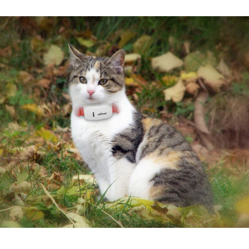 TK909 Globalny lokalizator lokalizator GPS dla zwierząt domowych / kotów GPS urządzenie do śledzenia obroży GPS