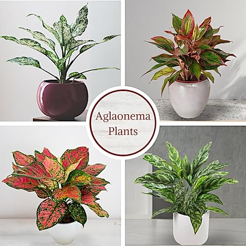 Miniatura 2 de Aglaonema - Colección de plantas vivas (paquete de 4) - Plantas de hoja perenne chinas en macetas de 2 pulgadas  Plantas de interior de fácil
