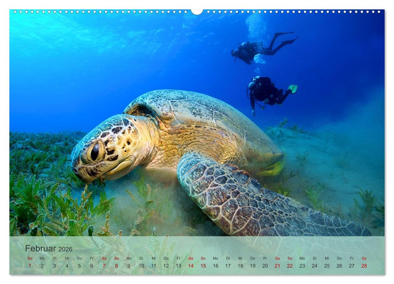 Erlebnis Tauchen - faszinierende Unterwasserwelt (hochwertiger Premium Wandkalender 2026 DIN A2 quer), Kunstdruck in Hochglanz: Spektakuläre Bilder ... Tauchrevieren der Erde (CALVENDO Sport)