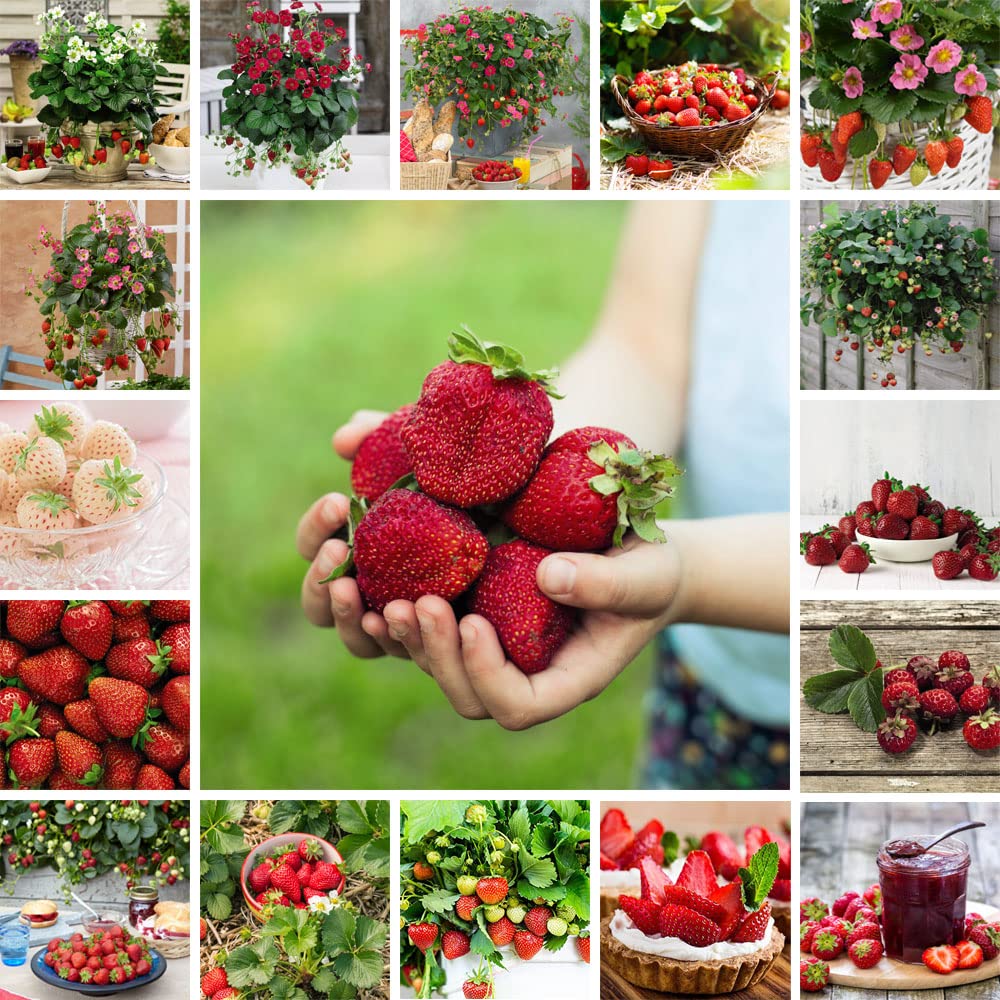 Strawberry Plant Fragaria Nurserymanβs Choice Great Value Lucky Dip Hardy Perennial Easy to Grow Your Own Garden Red Fruits 1 x 9cm Potted Plants by Thompson & Morgan