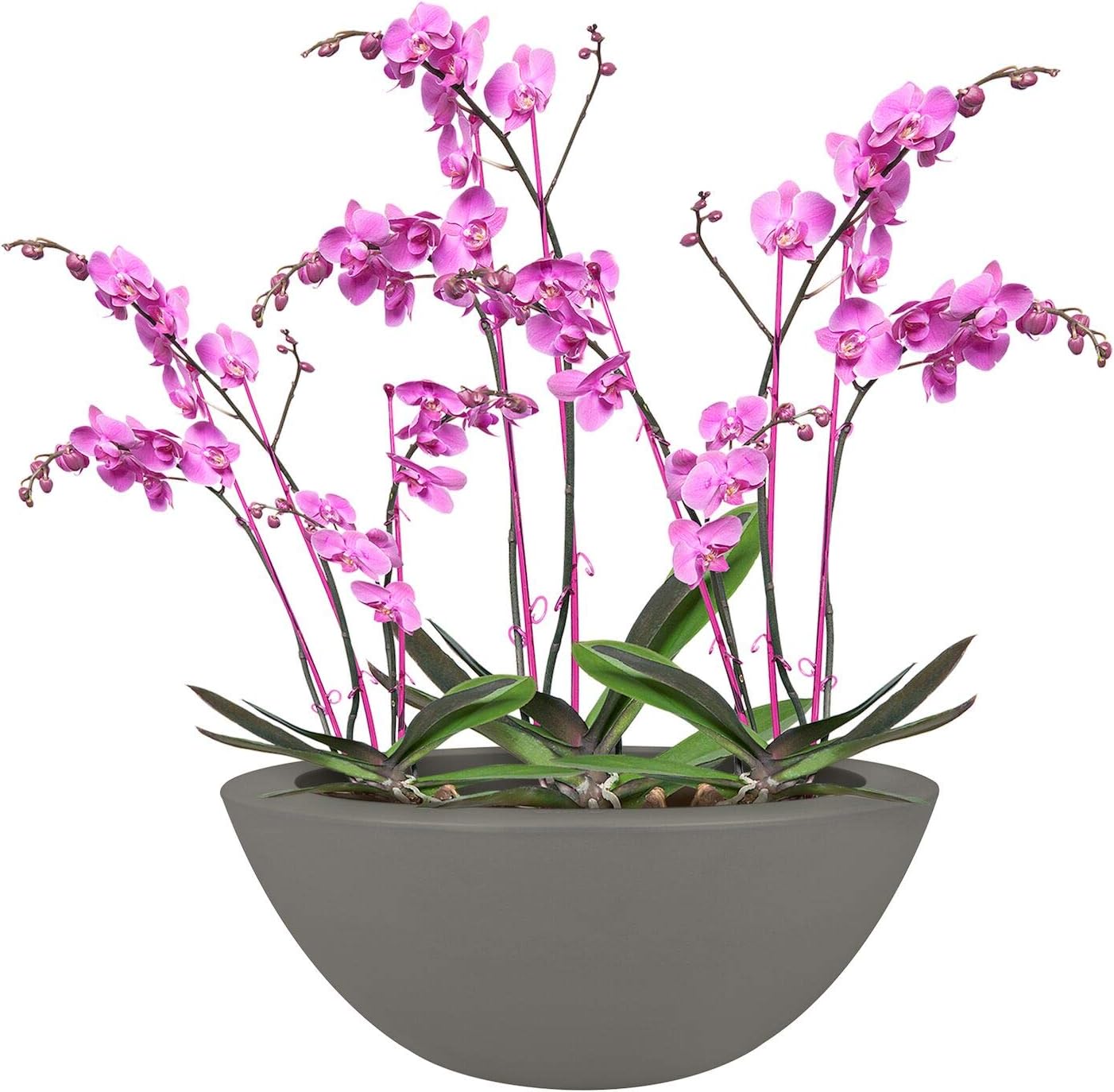 Elho Pure Soft Bowl 50 - Flowerpot - Stone Grey - Indoor & Outdoor - Ø 48.9 x H 20.1 cm