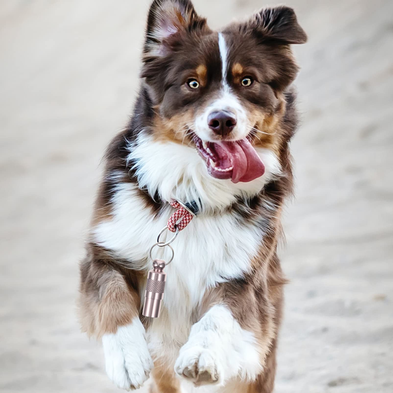 Didiseaon 4 Set di Targhette Identificative Personalizzate per Animali Domestici - Targhetta per Cani E Gatti Smarriti con E Indirizzo Collare Tubolare 6 Pezzi*4