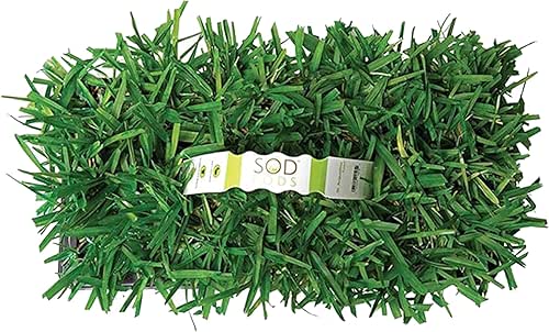 SodPods® St. Augustine Scotts® ProVista™ Grass Plugs for Lawn Repair,