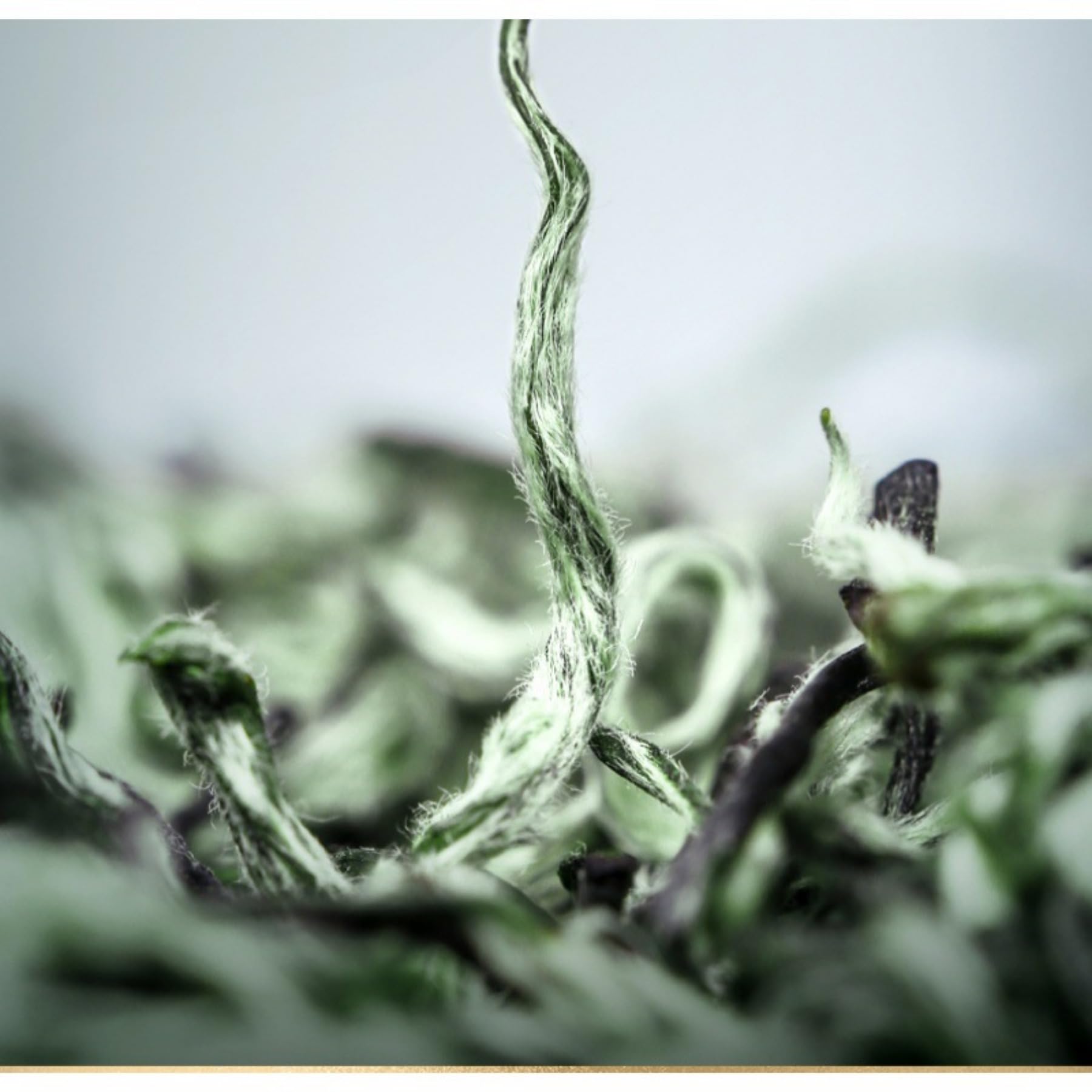 Autentico tè verde Biluochun, nuova confezione regalo di tè premium, bellissime lattine doppie (125 g*4)