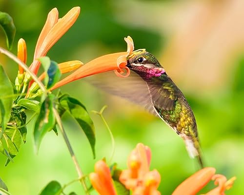 Miniatura 7 de UPC0764425789901 - Semillas de vid naranja gigante (Pyrostegia venusta) de Robsrareandgiantseeds UPC0764425789901 sin OMG, orgánico, cultivador de