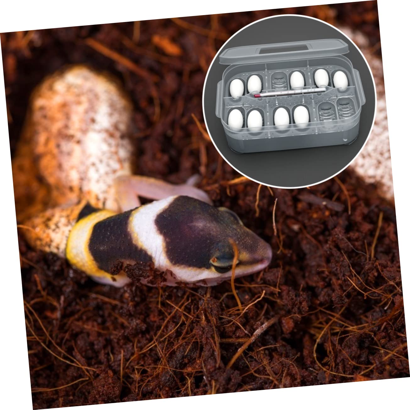 Incubatrice Per Rettili POPETPOP - Scatola Schiusa Uova Per Gechi E Lucertole, 2 Strati - Foto 3