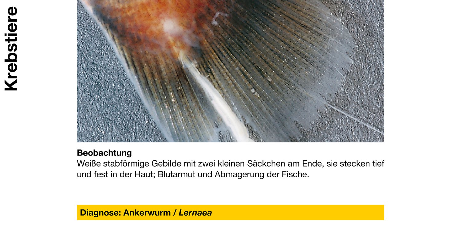 Sera 43081 Med Professional Argulol 100ml für 20.000 Liter - Arzneimittel gegen parasitische Krebstiere