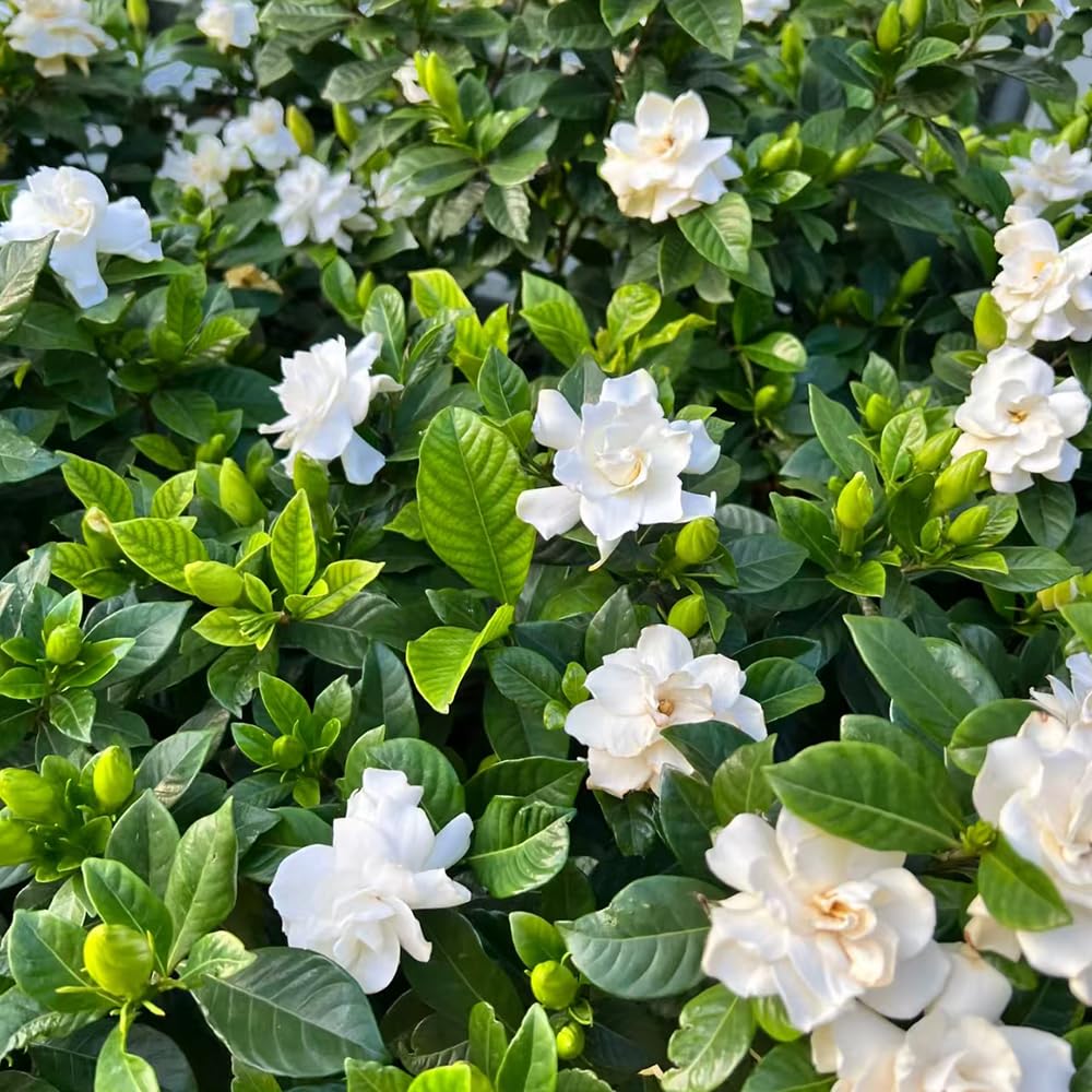 Gardenia jasminoides - ornamentali ufficio pendenti, interno balcone rampicanti balcone 20piante