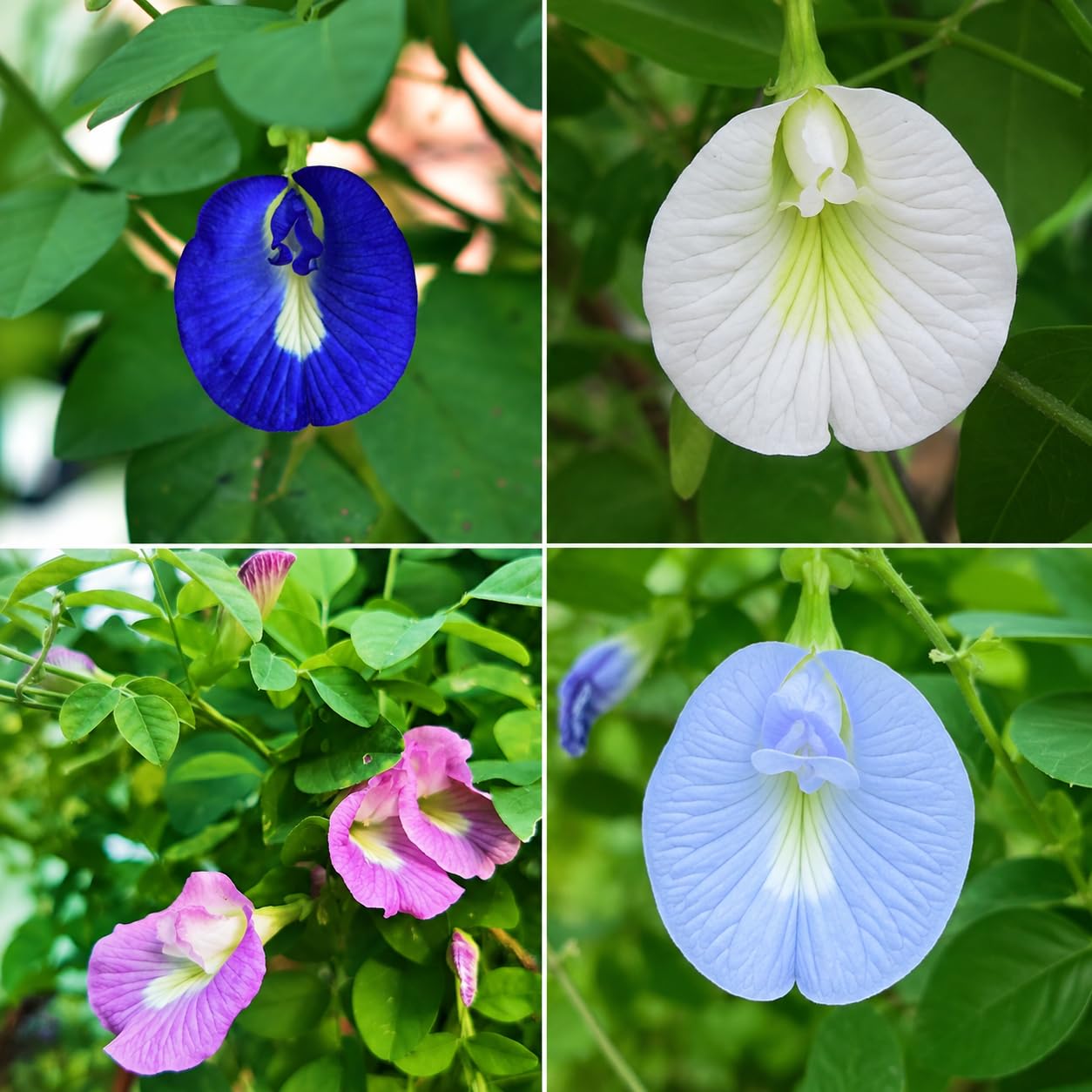 Star Glory | Ipomoea quamoclit | Cypress Vine Flower | 4 Varieties Combo Pack | Pink, Red, White, Light Pink | 5 Seeds Each-image-20