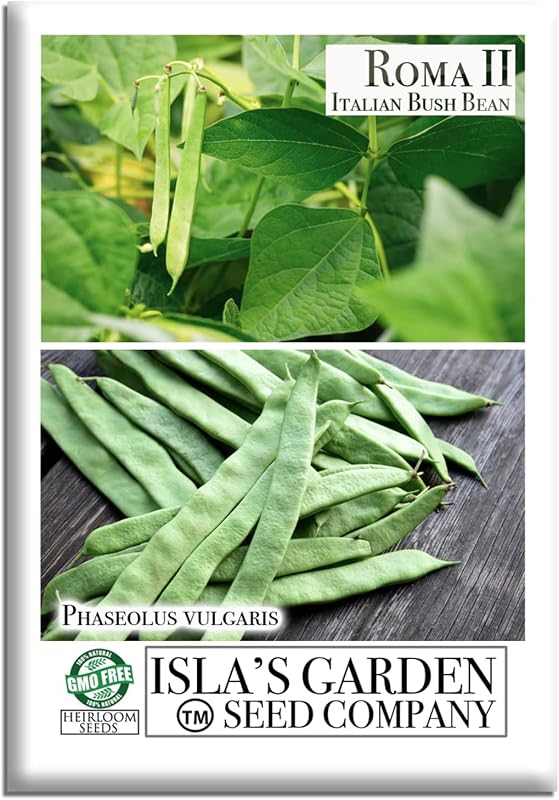 Roma II Italian Bush Bean Seeds (Phaseolus vulgaris) – 30+ Heirloom Non GMO Seeds by Isla’s Garden Seeds – Delicious Flat Green Pods for Home Vegetable Gardens, Easy to Grow Bush Beans, Gift Idea
