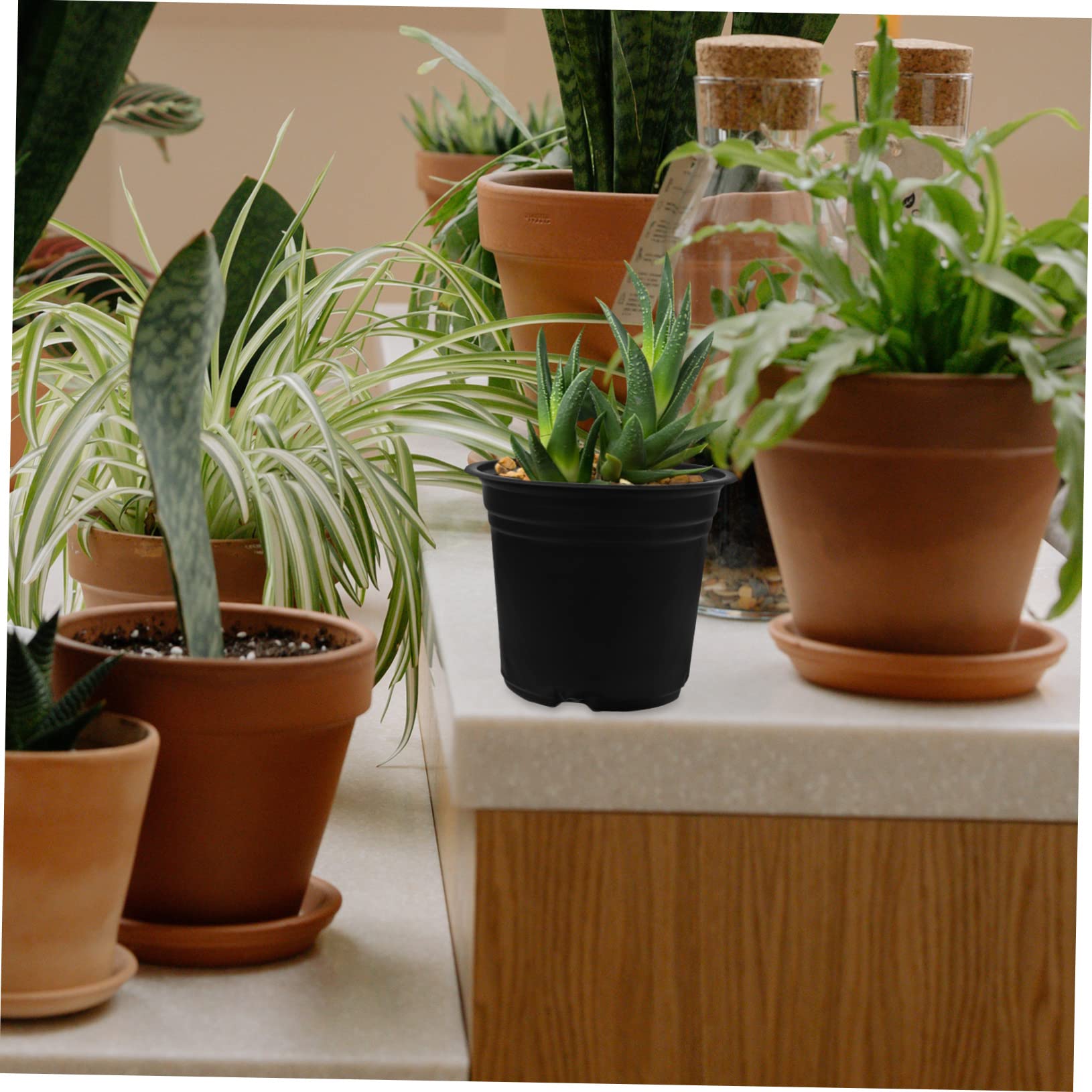 Sosoport 50pcs Poule De Semis en Plastique Fleur Pots De Croissance Home Succulent Nursery Pots Conteneurs