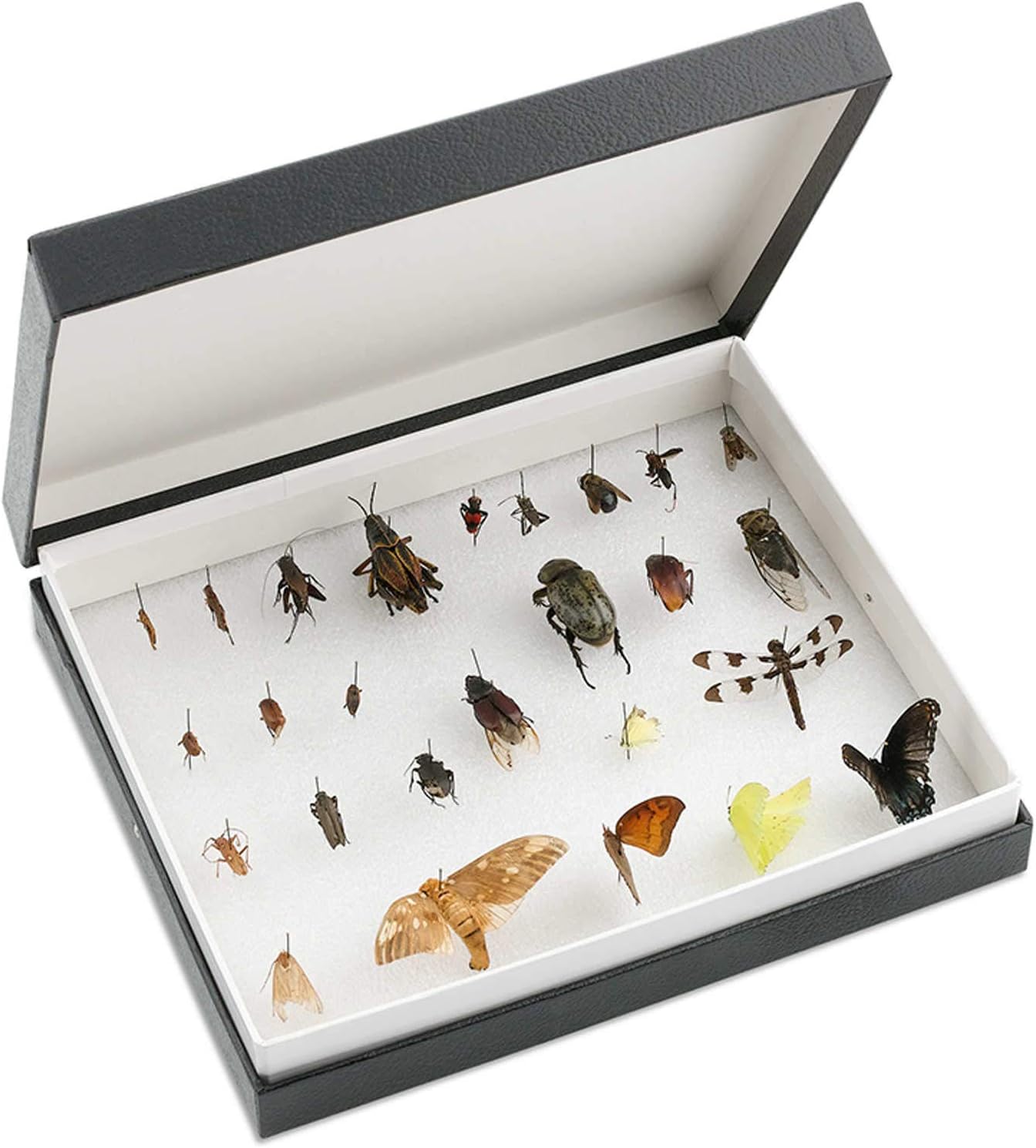 Forestry Suppliers Standard Insect Box