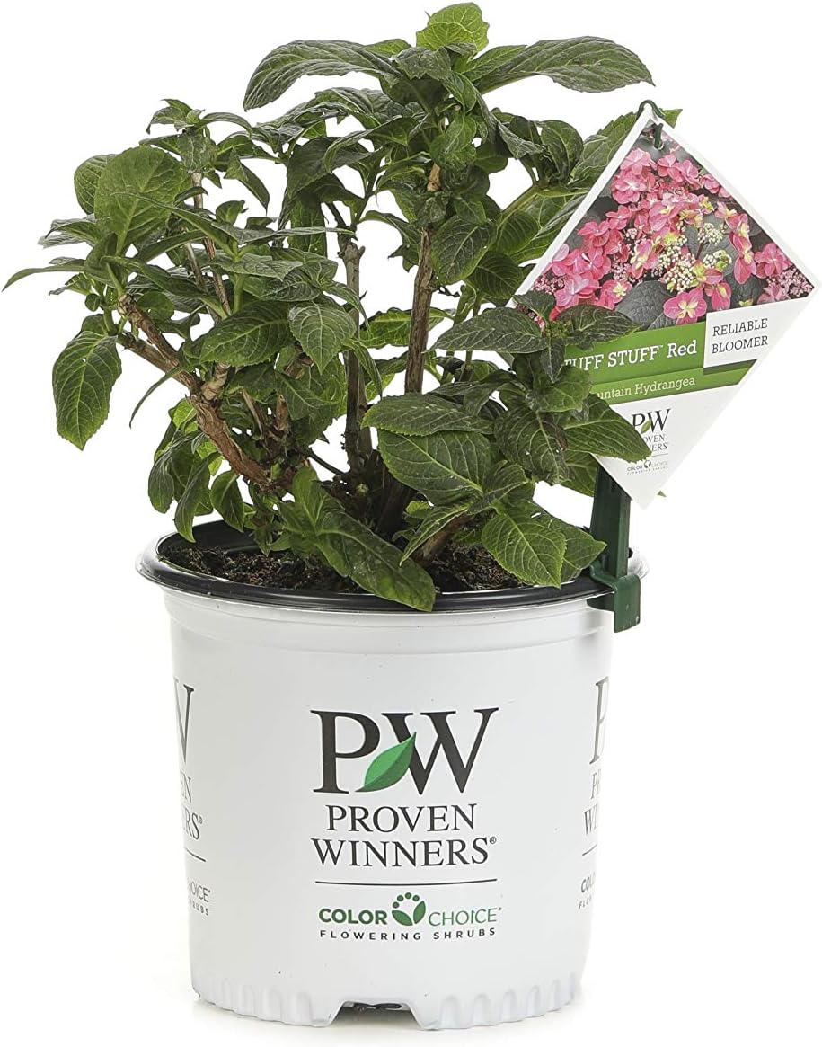 Tuff Stuff Red (Mountain Hydrangea) Live Shrub, Pink to Red Flowers, 1 Gallon