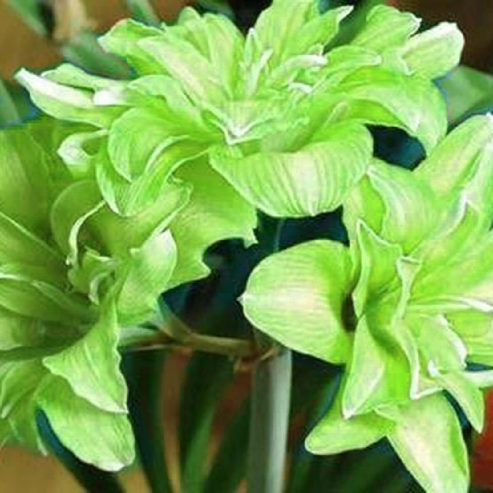 Amaryllis Seeds 20Pcs/Bag Amaryllis Seeds Quick Growth Landscaping Non GMO Easy Care Amaryllis Seeds Houseplants Garden Supplies Light Green