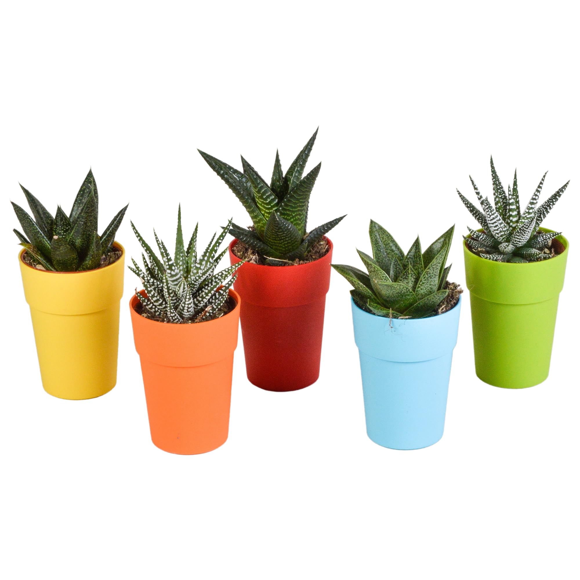 Mix Piante Grasse Gasteria Haworthia, Vaso Plastica Legno, Set da 5, 5.5cm