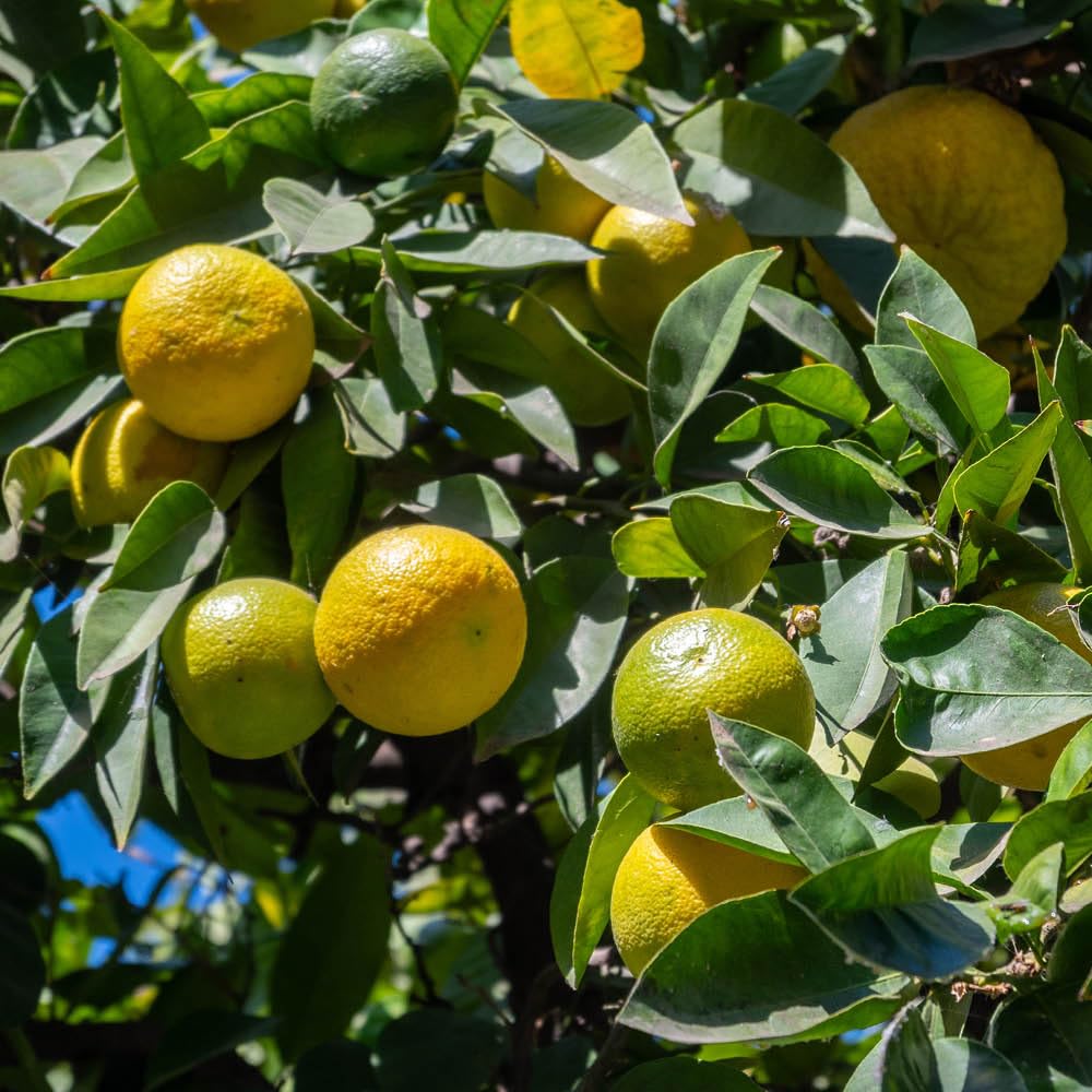 YouGarden Citrus 'Bergamotto' Tree, 70-90cm Tall, 4 Litre Pot, Fragrant Flowers and Fruit, Great for Pots