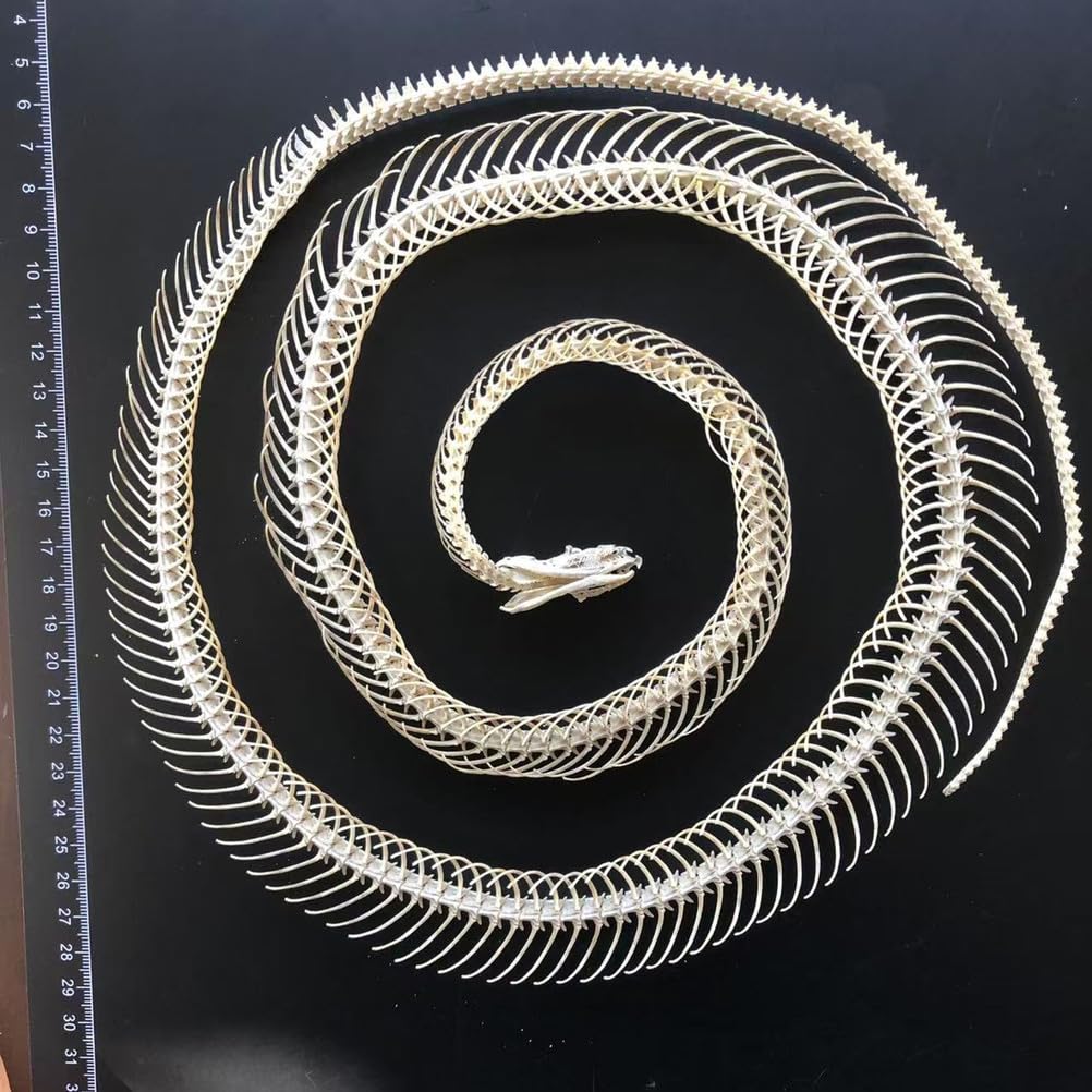 Scheletro di Serpente tassidermizzato 1m/39,37 Pollici, Forniture di tassidermia per l'educazione scientifica, Regalo Speciale
