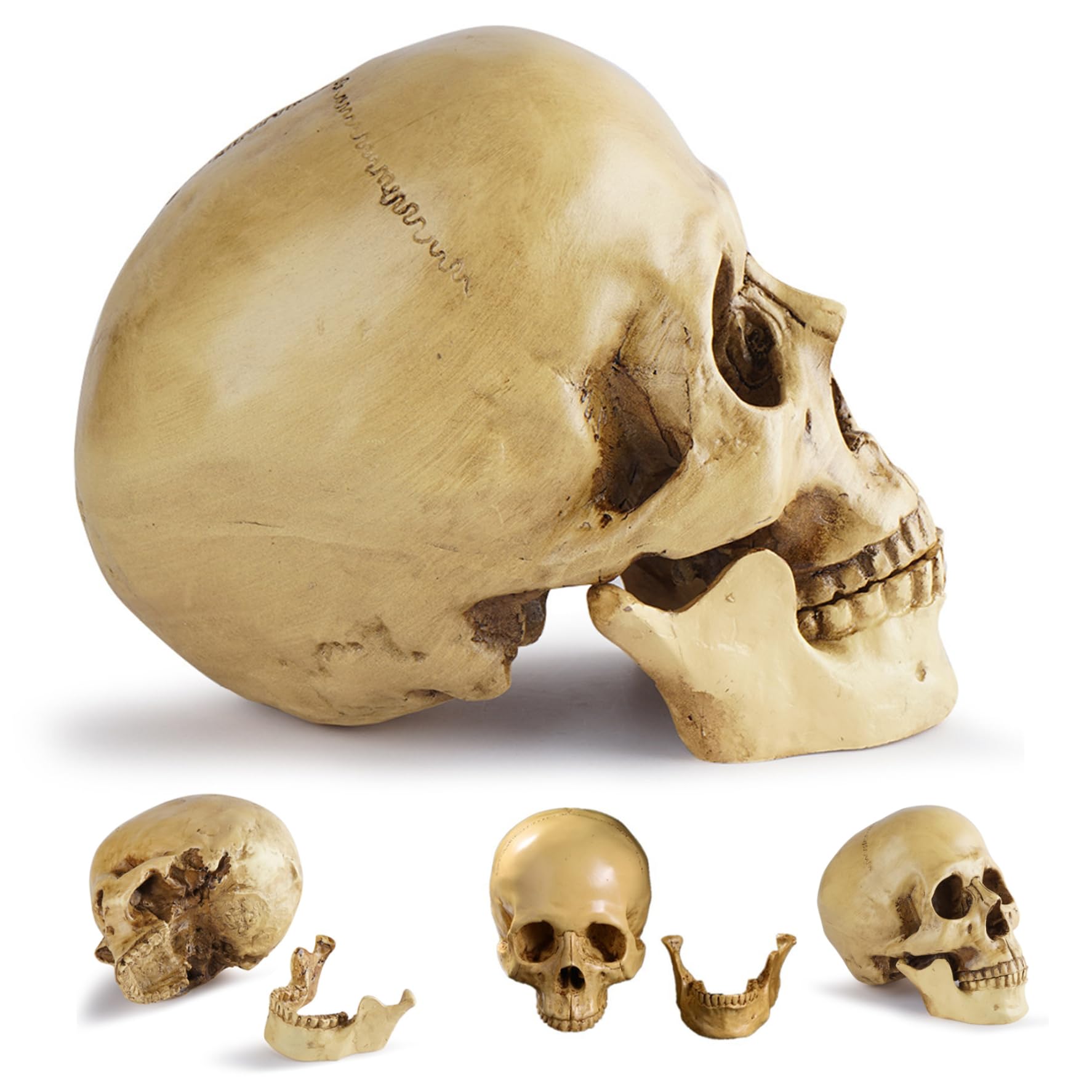 Hbbgdiy Human Skull Vintage Resin Life Size Skull Decor Realistic Skeleton Head Halloween Decoration for Home Office Spooky Haunted House Display