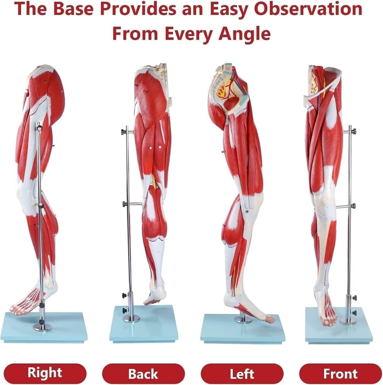 Human Anatomy Muscle Leg Model, 13-Part Life-Size Numbered with Removable Muscles, for Medical Physiology Research