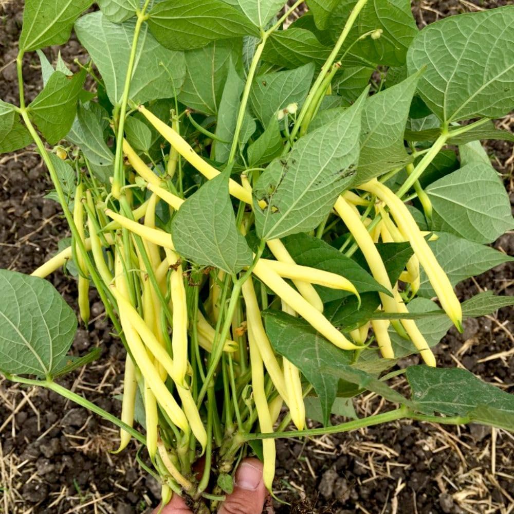 Dwarf Bean 'Dior' Seeds - High-Yield French Bush Beans, Disease-Resistant, RHS Award Winner - 1 Packet (100 Seeds) by Thompson & Morgan
