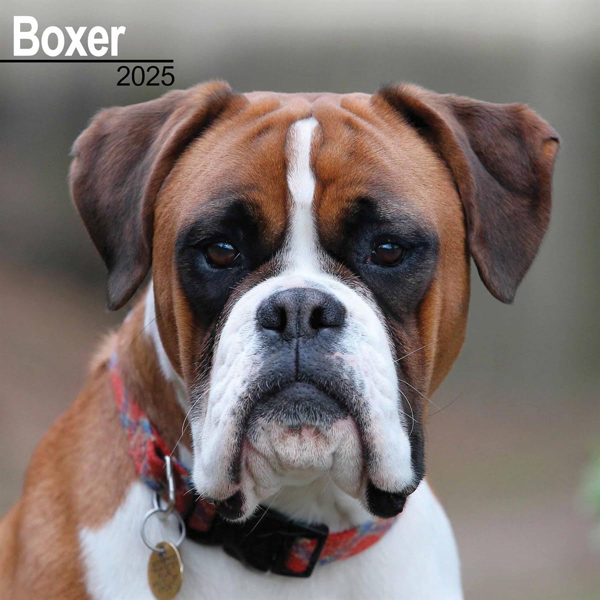 Boxer (Euro) 2025 Square Wall Calendar | Dog Breed Calendar