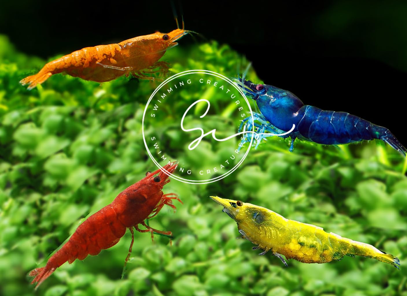 Premium Amano Shrimp (Caridina) – High-Grade Live Freshwater Aquarium Shrimp, Healthy & Vibrant