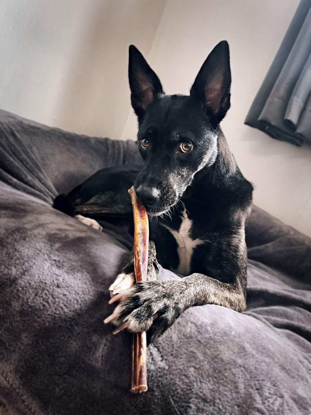 Bully Bunches 12 Inch Collagen Wrapped in Beef Bully Stick | Consistently Sized, All-Natural, Long Lasting Dog Chew | Dental Stick for Avid Chewers (12 Inch, 10 Pack)