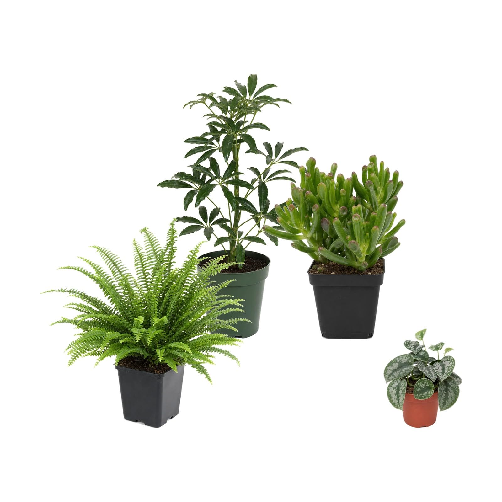 DECOALIVE Pack 4 Plantas de Interior para Exposición Botánica Interior