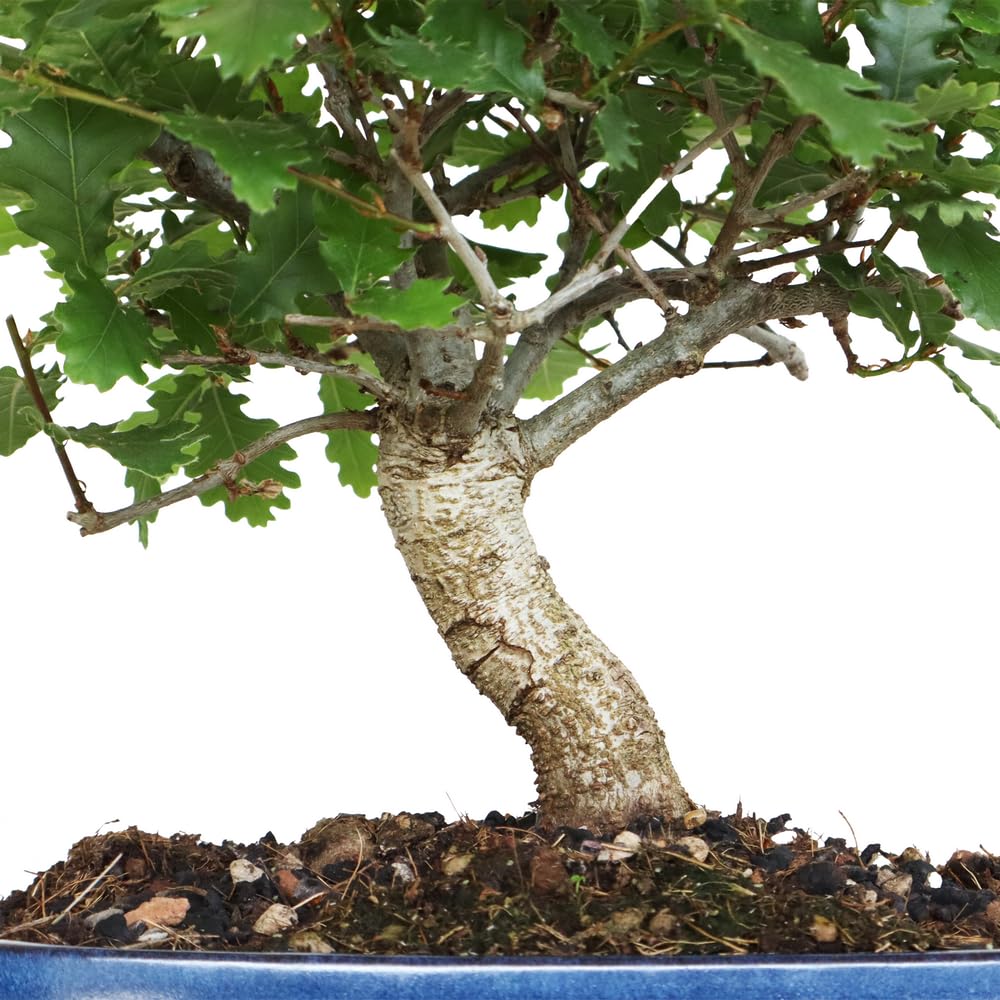 KENTIS - Bonsaï Quercus Pubescens - Bonsaï Chêne pubescent du Japon - Vraies Plantes Décoratives d'Extérieur - H 25-35 cm Pot en Céramique Ø 21 cm
