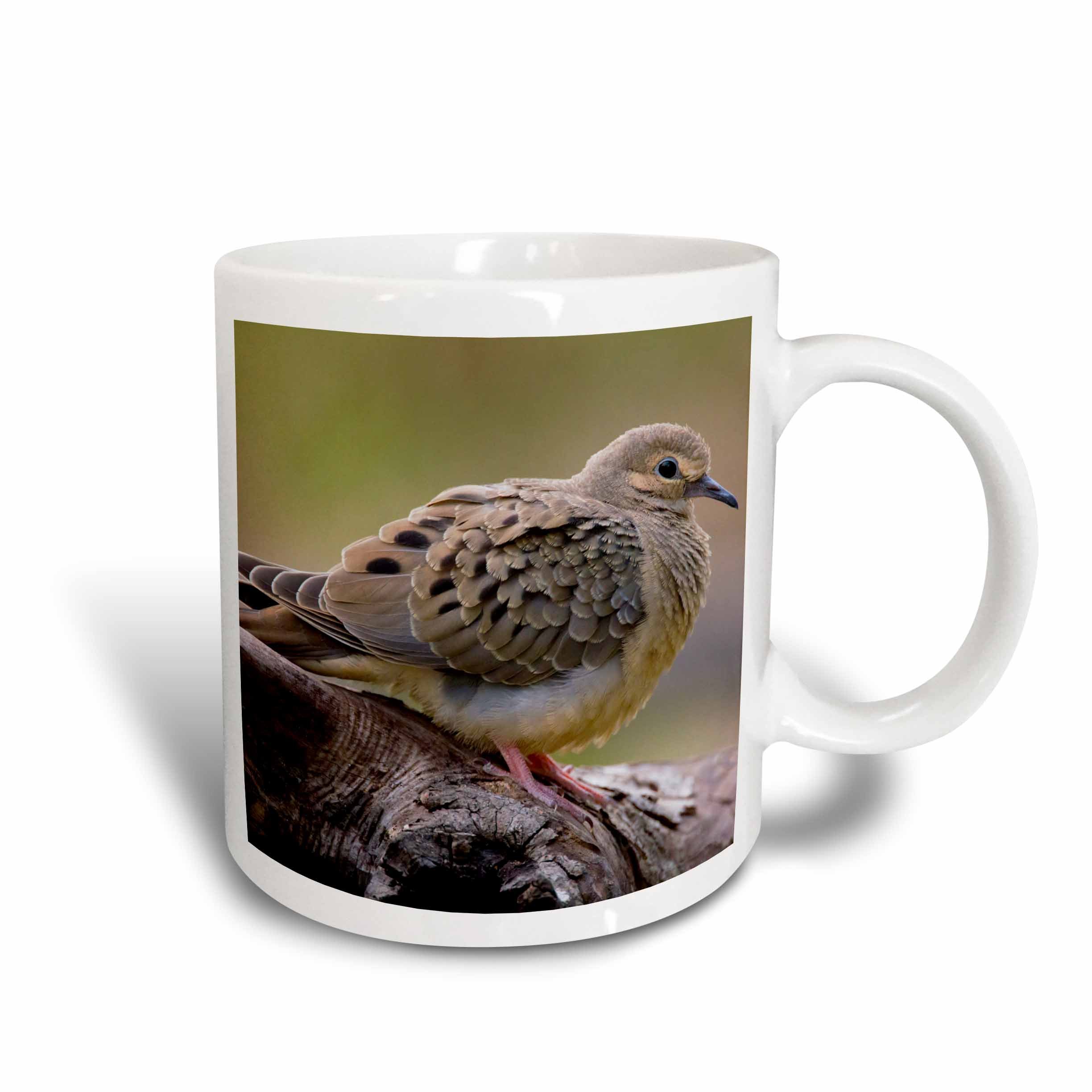 3dRose Mourning Dove Bird (Zenaida macroura) Resting Mug, 11 oz, Ceramic