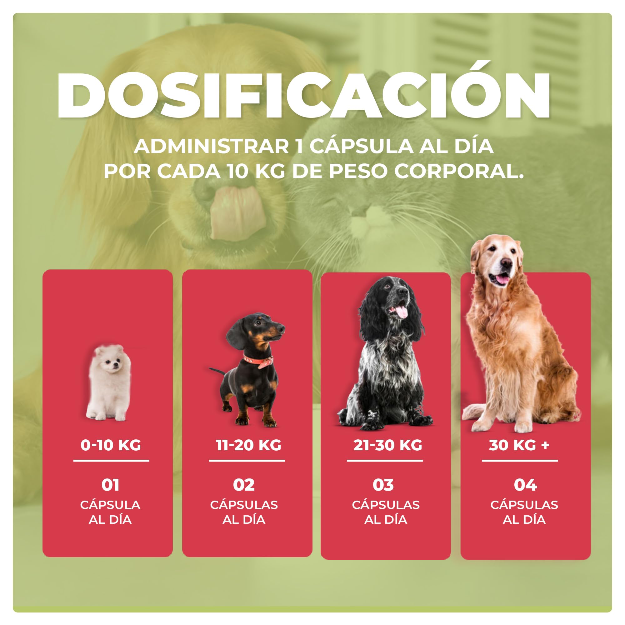 Complemneto para Las articlaciones de los Perros Gelenkfreund - 3x130 Cápsulas - Complemento para Perros, favorece el cartílago y fortalece la Estructura de los Huesos - Sanct Bernhard - Cebanatural