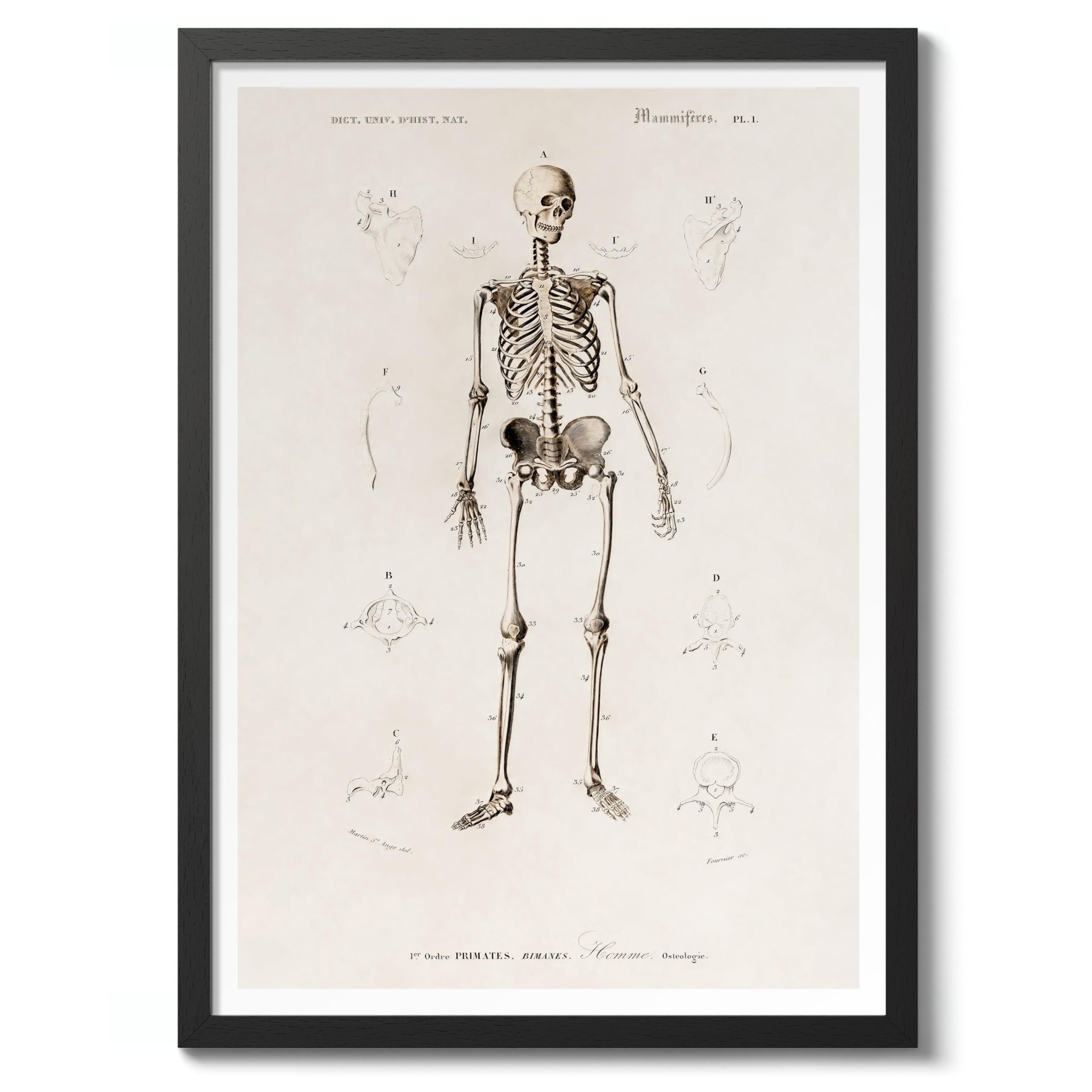 Human Skeleton Charles Dessalines D'Orbigny Poster, Vintage Botanical Prints, Encyclopedia Retro Wall Art Home Decor, Archival Matte, A5 (Black Frame) - 21x14.8cm — image 1