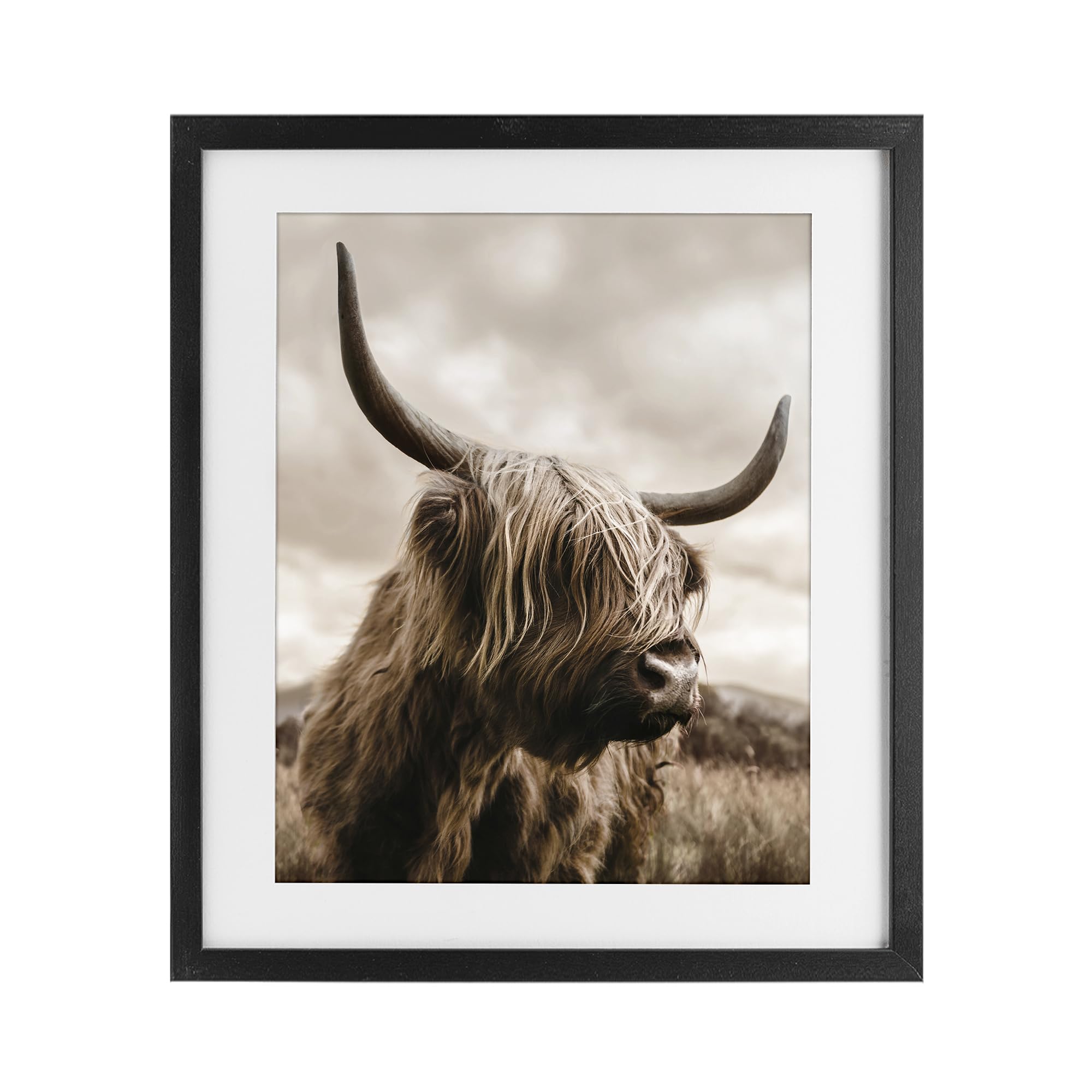 Stupell Industries 'Highland Cow on Windswept Moor', Framed Print Under Glass, Black, 13 x 16 Inches, Easy to Hang and Sturdy, Made in USA, by CAD Designs