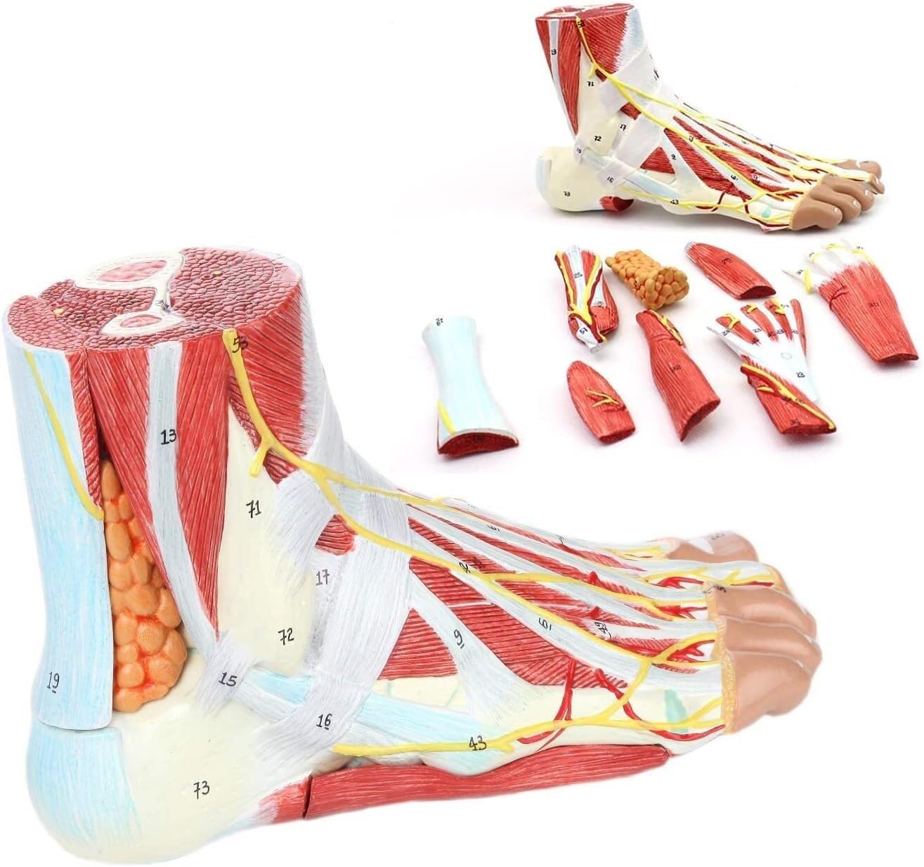 HEQIM Foot Anatomy Model, 9-Part Life-Size Human Foot and Ankle Joint Model with ligaments and Muscles