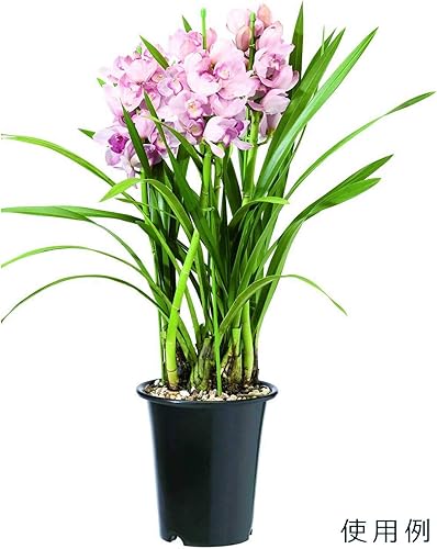 Miniatura 4 de Yamato - Maceta de plástico para orquídeas occidentales, n. 5, diámetro 6.4 x 6.6 pulgadas de alto (162 x 16 pulgadas)