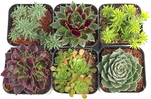 Miniatura 2 de Mountain Crest Gardens Hardy - Paquete variado de suculentas, 6 plantas vivas tolerantes a las heladas, enraizadas en macetas de 2 pulgadas,