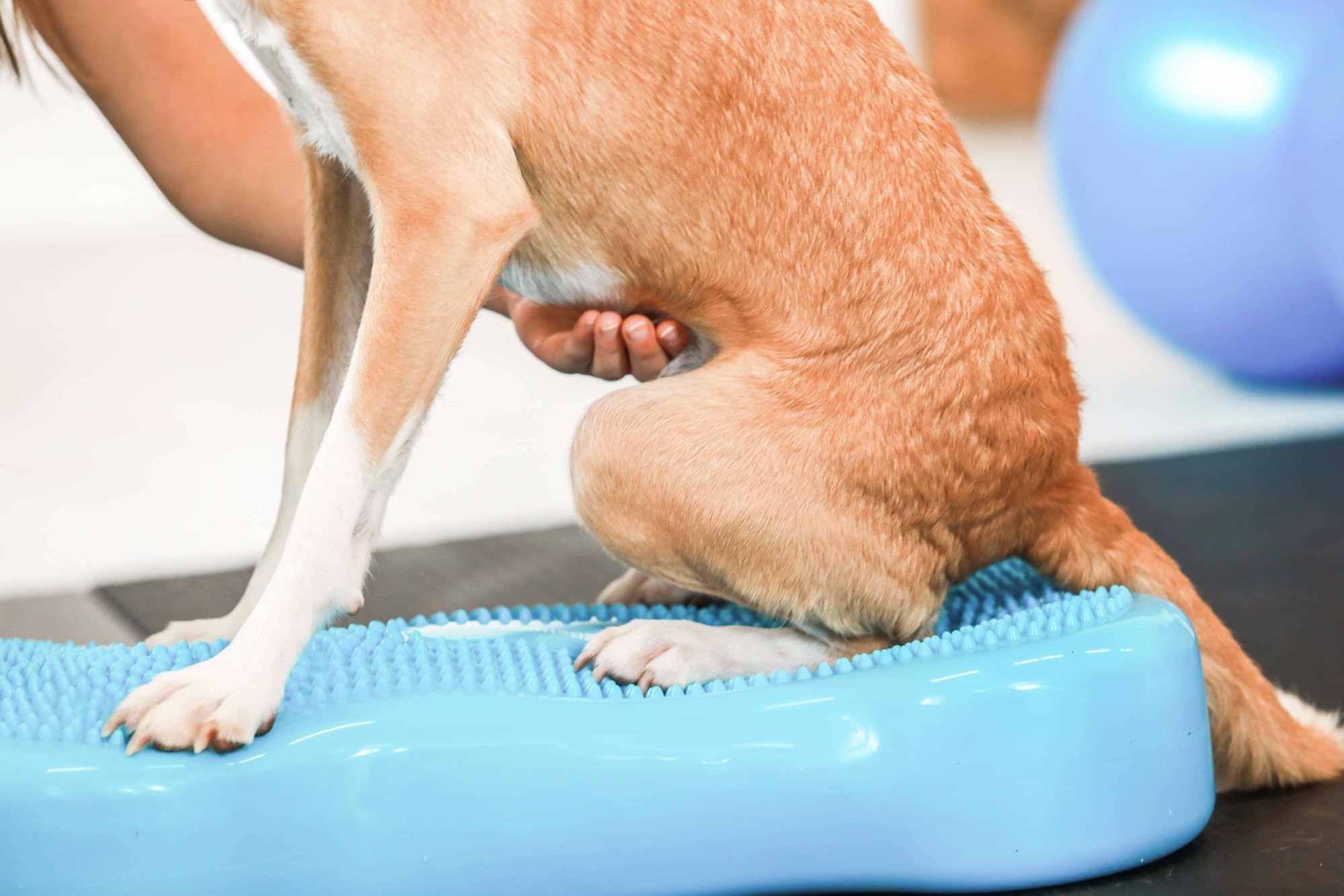 Generisch Fitness Dog Bone - Balance Pad & Wackelkissen - orthopädisches Hundetraining & Spiel - Trainingsgerät, Board, Kissen, Zubehör, Toy - inkl. Pumpe - für kleine & große Hunde