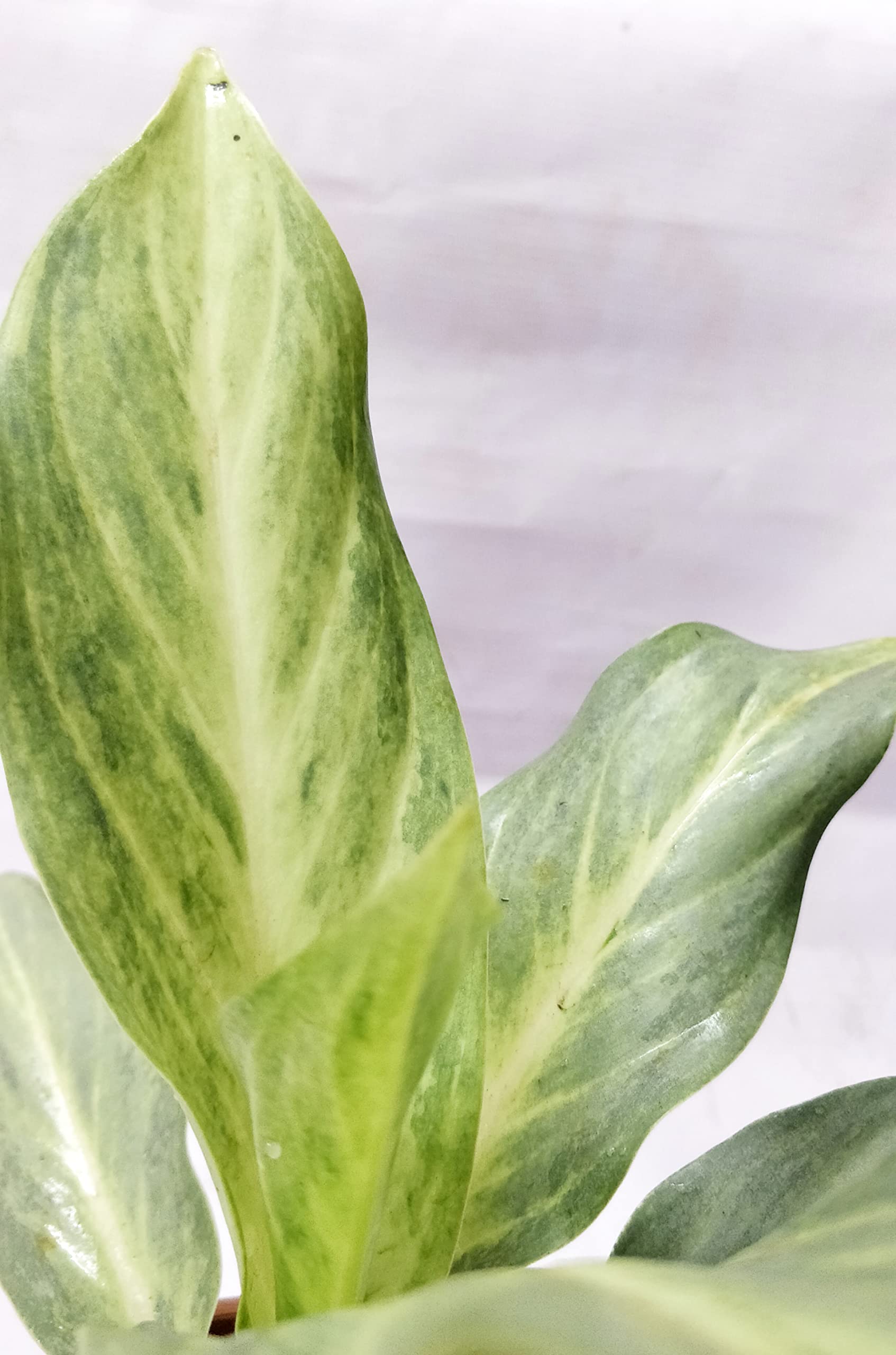 aglaonema silver bay care Aglaonema 'Silver Bay'