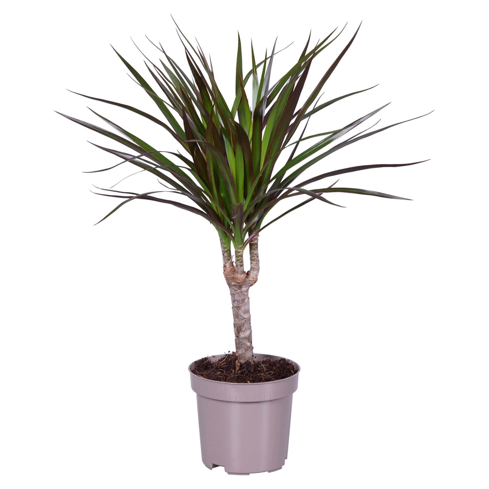 Set 8 Plantas Interior Naturales DECOALIVE: Spathiphyllum - Planta del Café - Palmera Areca - Drácena - Dieffenbachia - Helecho - Hiedra - Chamaedorea Elegans