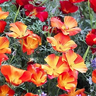 Eschscholzia 'Californica Apricot Flambeau' Half-Hardy Annual Flowering Garden Plants Easy to Grow Your Own at Home 1 Packet of 200 Seeds by Thompson and Morgan