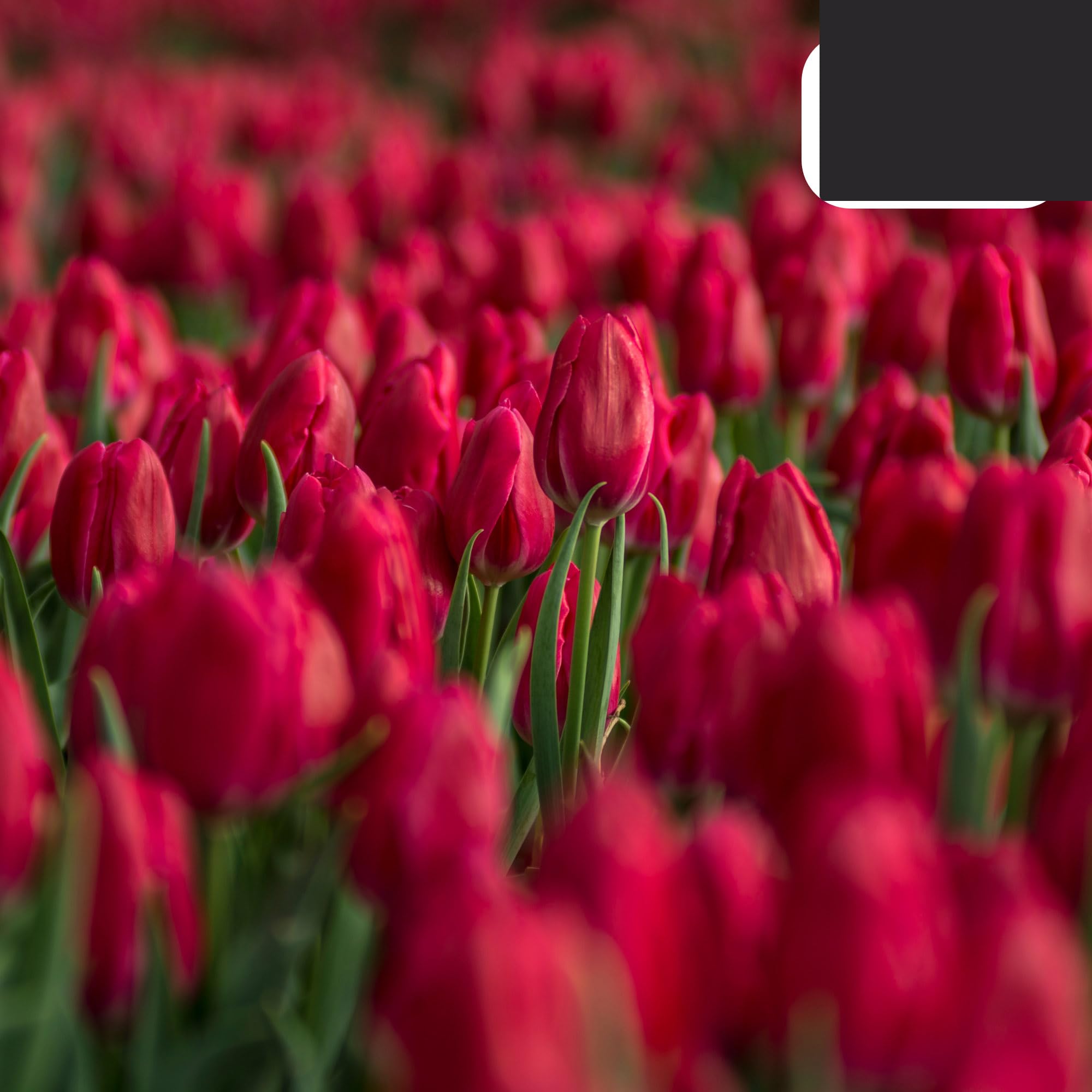 Bulbos de tulipán 'Ile de France' | 20 Piezas | Tulipán Rojo Profundo - 30-50cm - Ø5cm - bulbo de flor - Planta de jardín